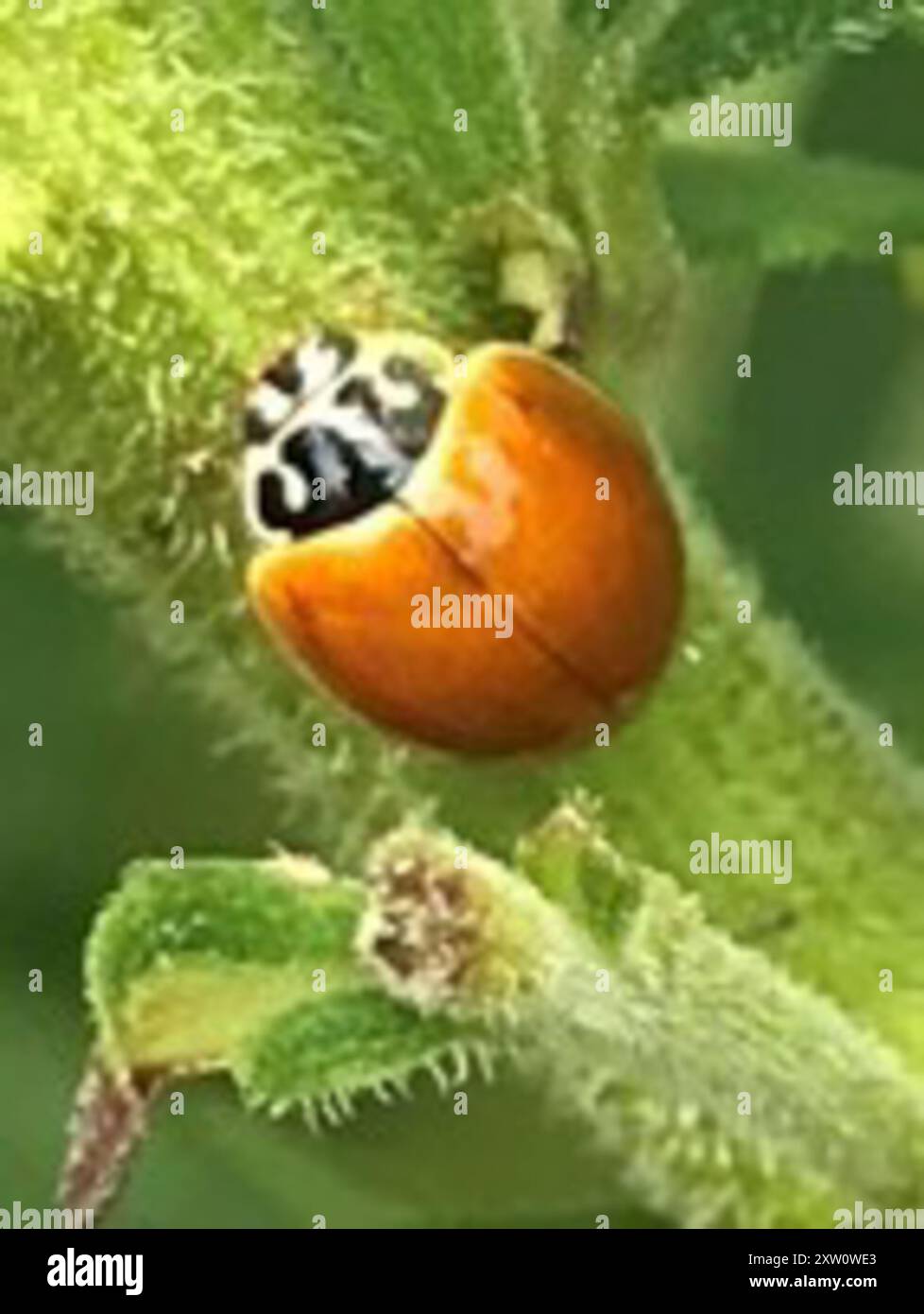 Polished Lady Beetle (Cycloneda munda) Insecta Stock Photo - Alamy