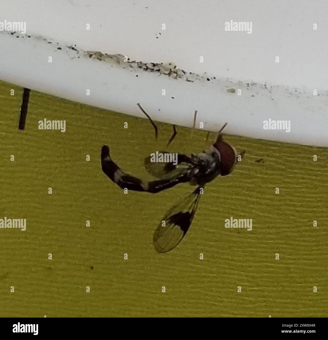 Eastern Band-winged Hover Fly (Hypocritanus fascipennis) Insecta Stock ...