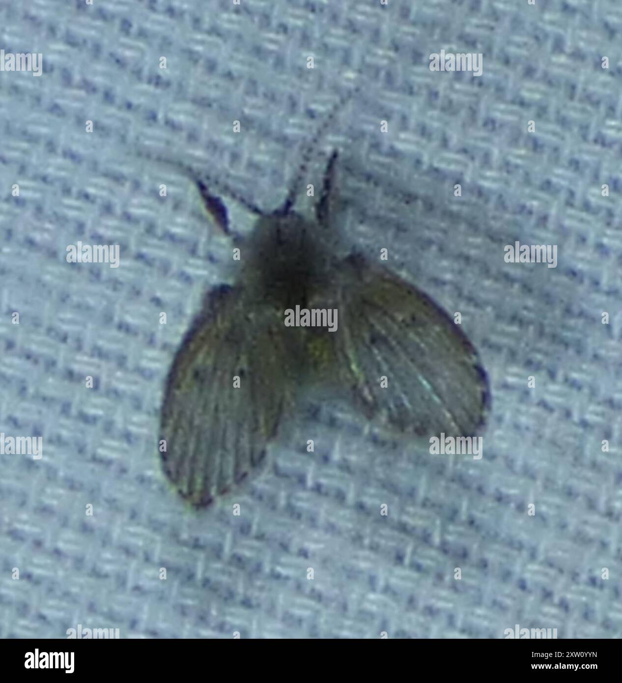 Bathroom Moth Fly (Clogmia albipunctata) Insecta Stock Photo - Alamy