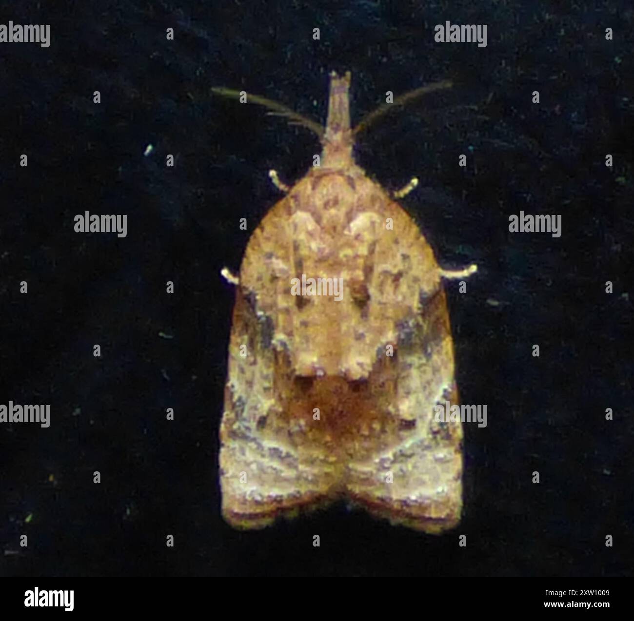 Shaded Insect Black-shaded Platynota Moth (Platynota flavedana) Insecta Stock Photo ...