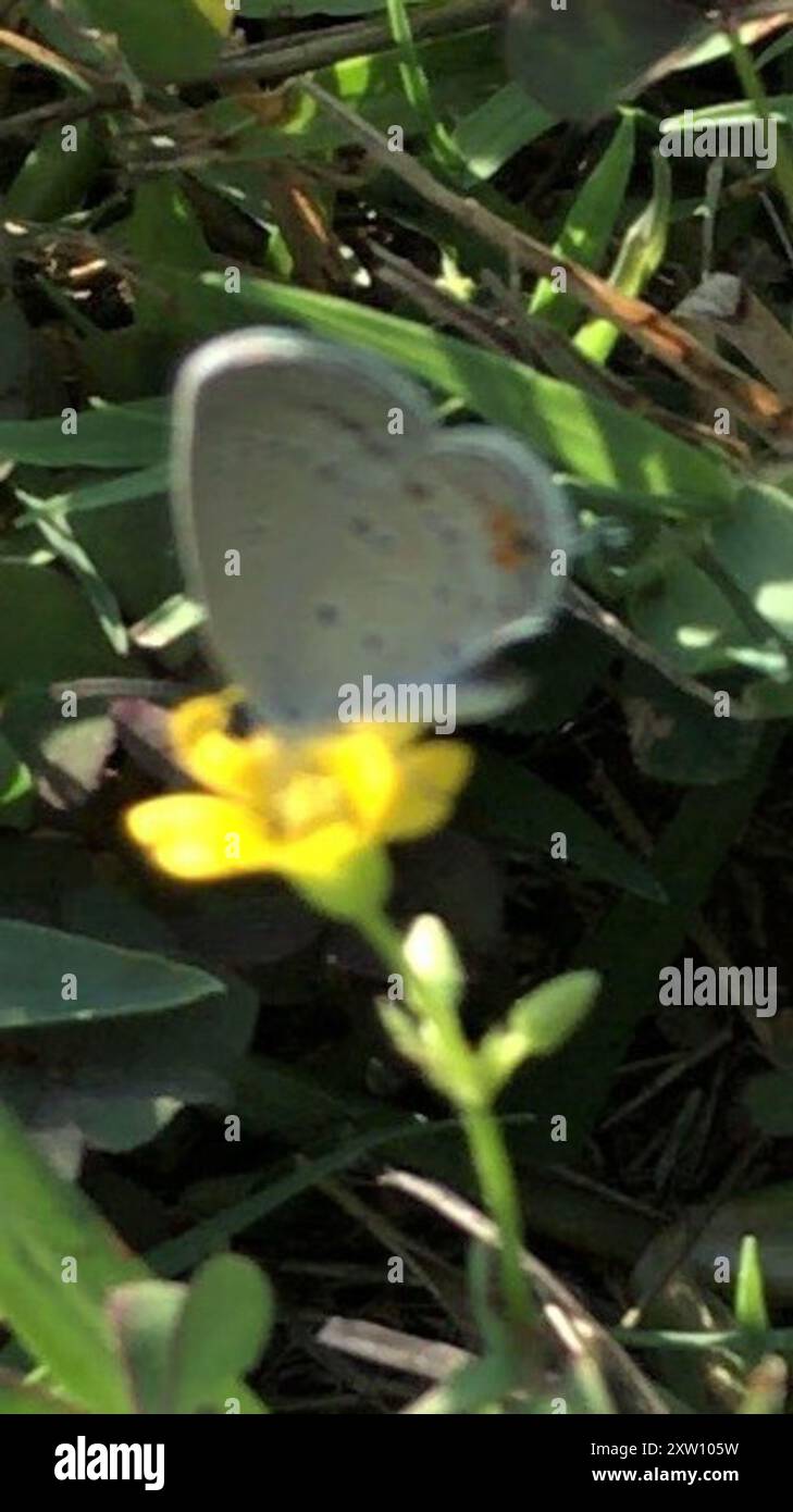 Eastern Tailed-Blue (Cupido comyntas) Insecta Stock Photo - Alamy