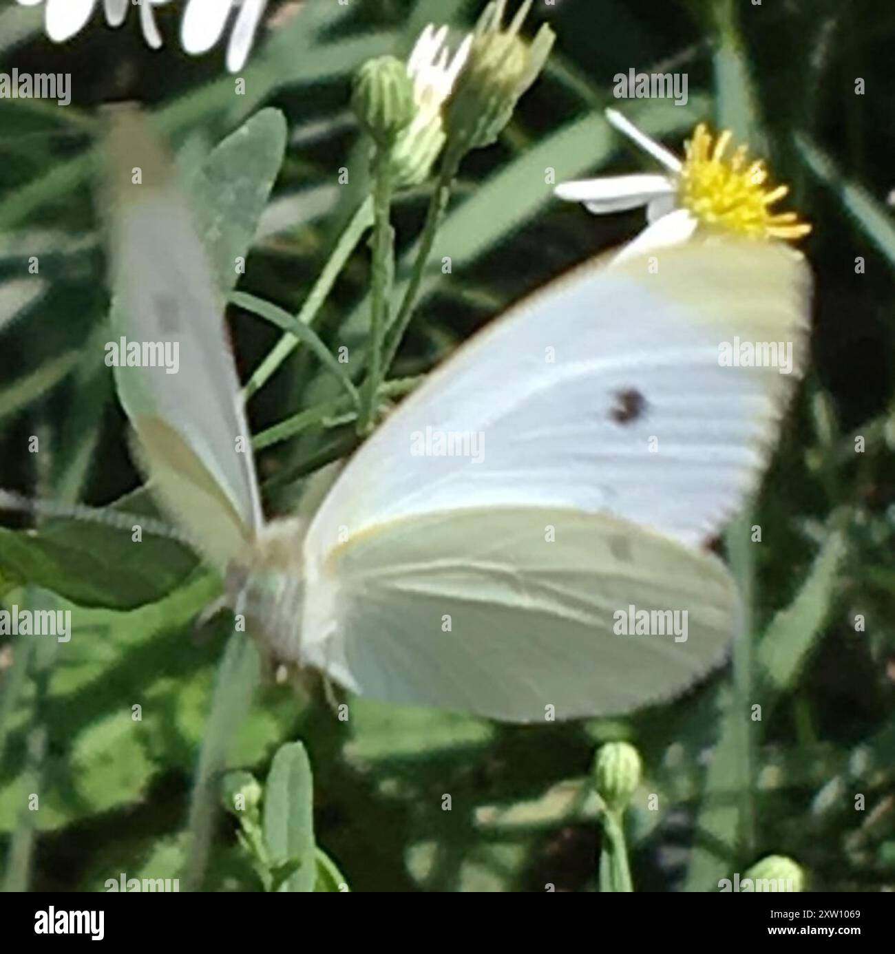 Small White (Pieris rapae) Insecta Stock Photo - Alamy