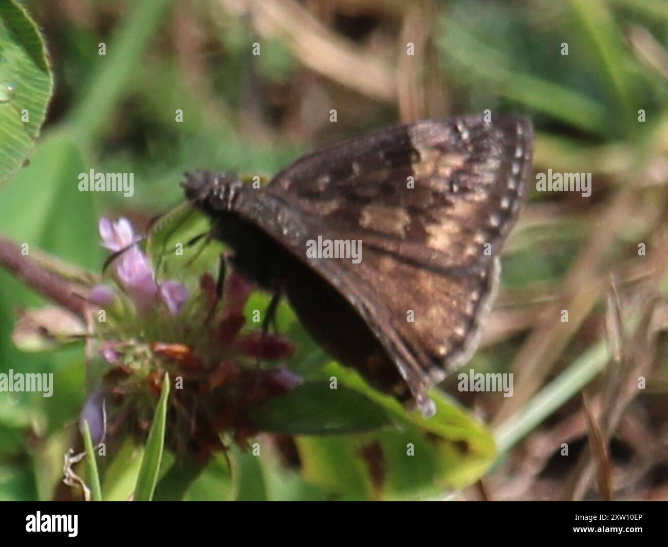 Wild Indigo Duskywing (Erynnis baptisiae) Insecta Stock Photo - Alamy