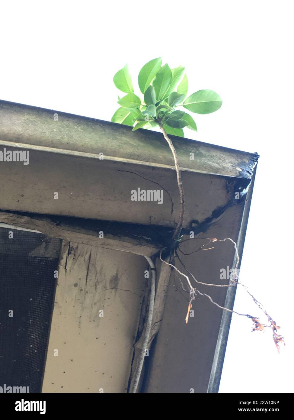 Florida Strangler Fig (Ficus aurea) Plantae Stock Photo - Alamy