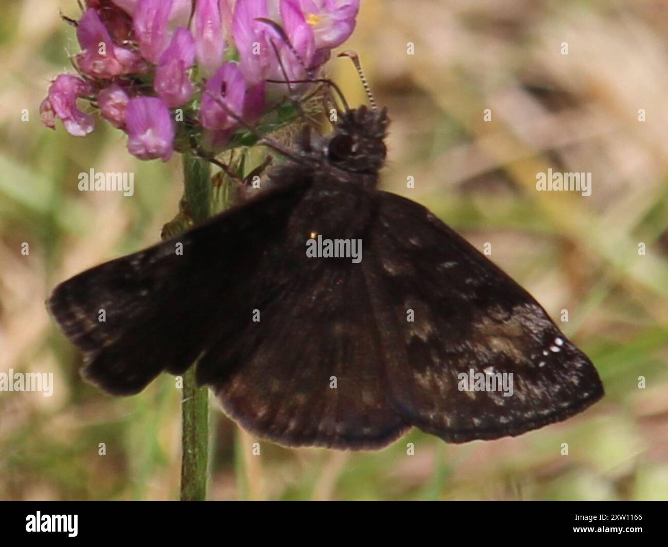 Wild Indigo Duskywing (Erynnis baptisiae) Insecta Stock Photo - Alamy