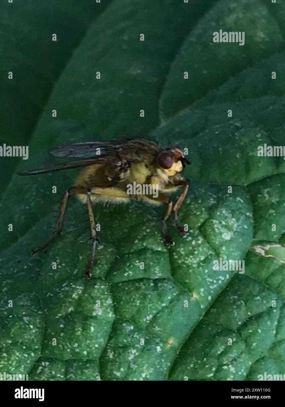 Golden Flying Insect Golden Dung Fly (Scathophaga stercoraria) Insecta Stock Photo - Alamy