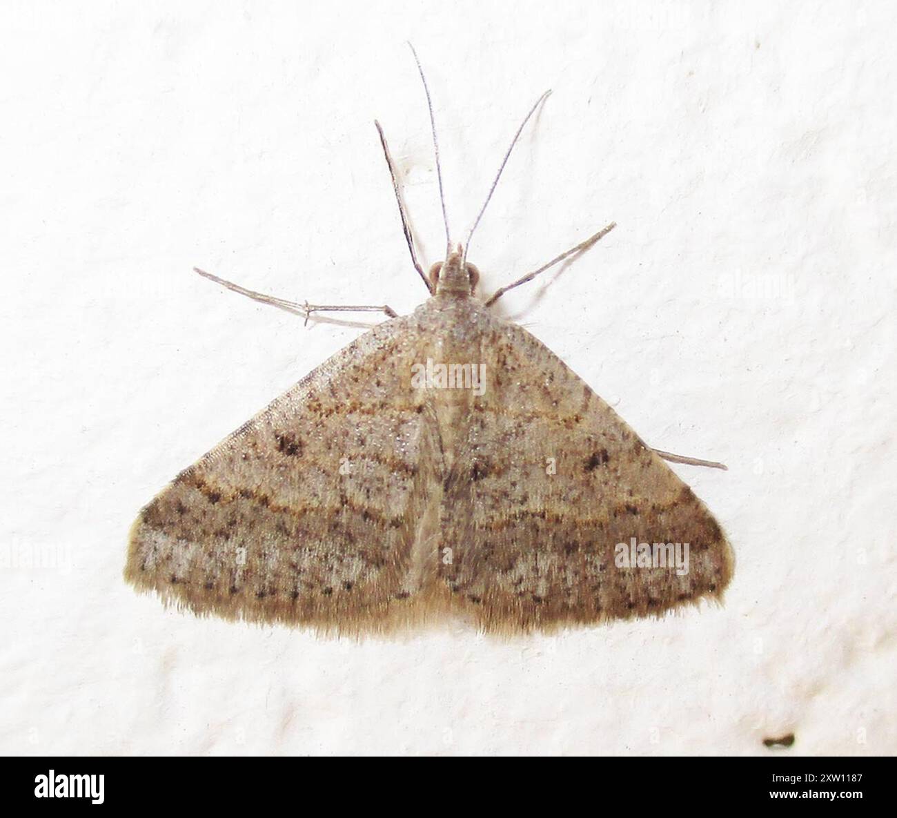 Geometer Insect Geometer Moths (Geometridae) Insecta Stock Photo - Alamy