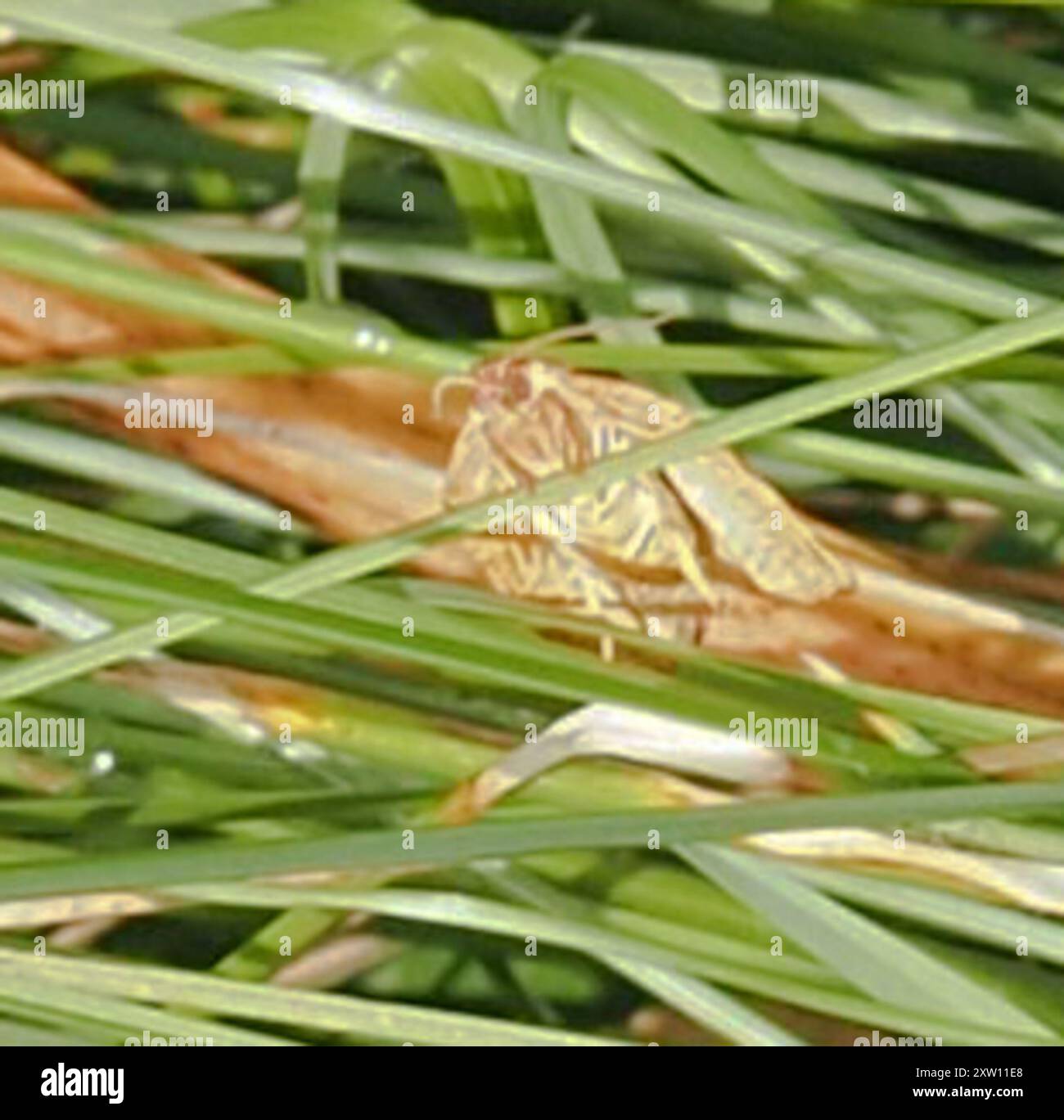 Parallel-banded Leafroller Moth (Choristoneura parallela) Insecta Stock ...