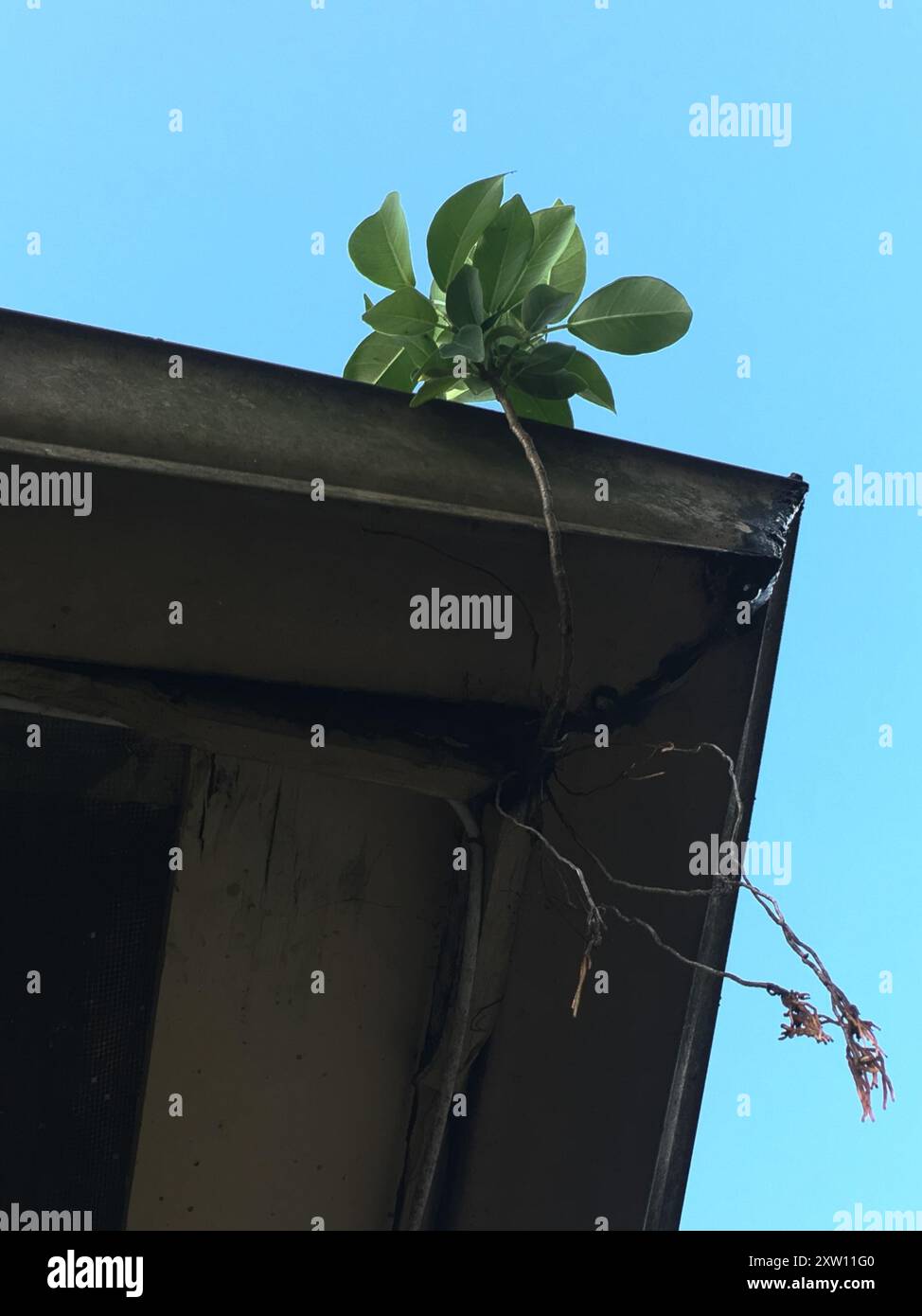 Florida Strangler Fig (Ficus aurea) Plantae Stock Photo - Alamy