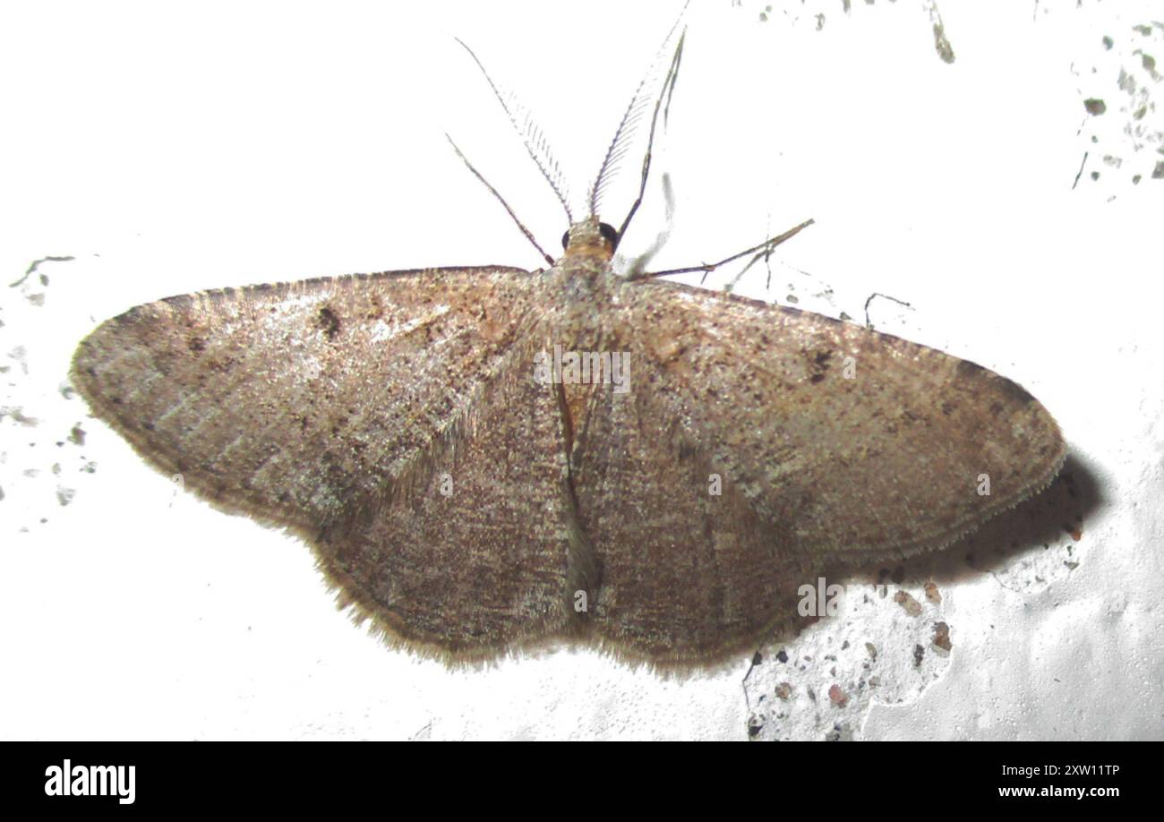 Geometer Insect Geometer Moths (Geometridae) Insecta Stock Photo - Alamy