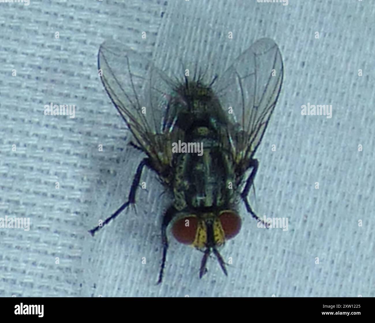 Flies (Diptera) Insecta Stock Photo - Alamy