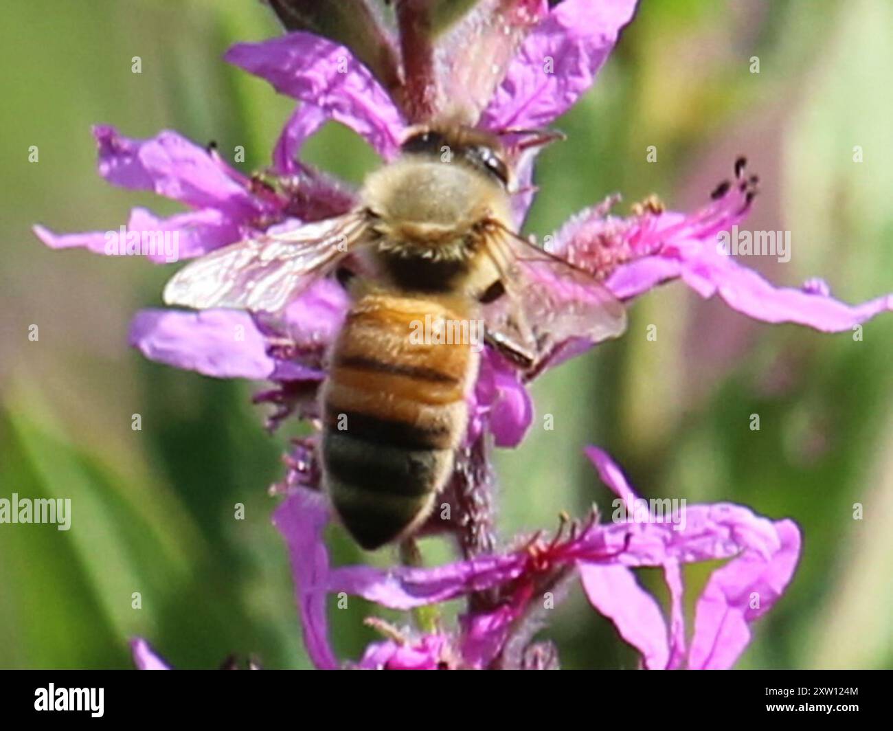 Western Honey Bee (Apis mellifera) Insecta Stock Photo - Alamy