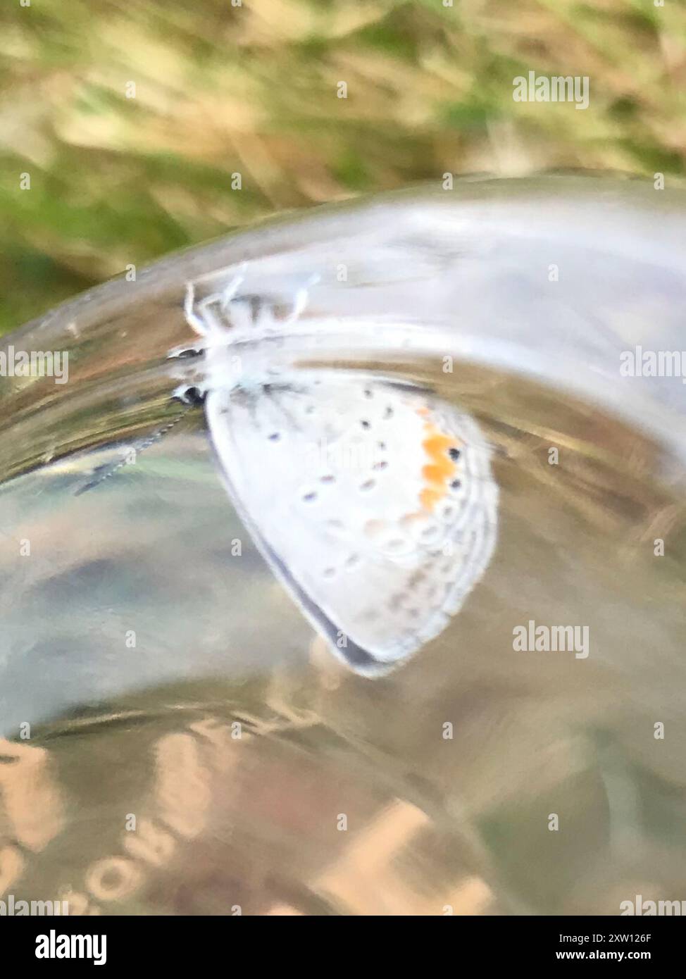 Eastern Tailed-Blue (Cupido comyntas) Insecta Stock Photo - Alamy