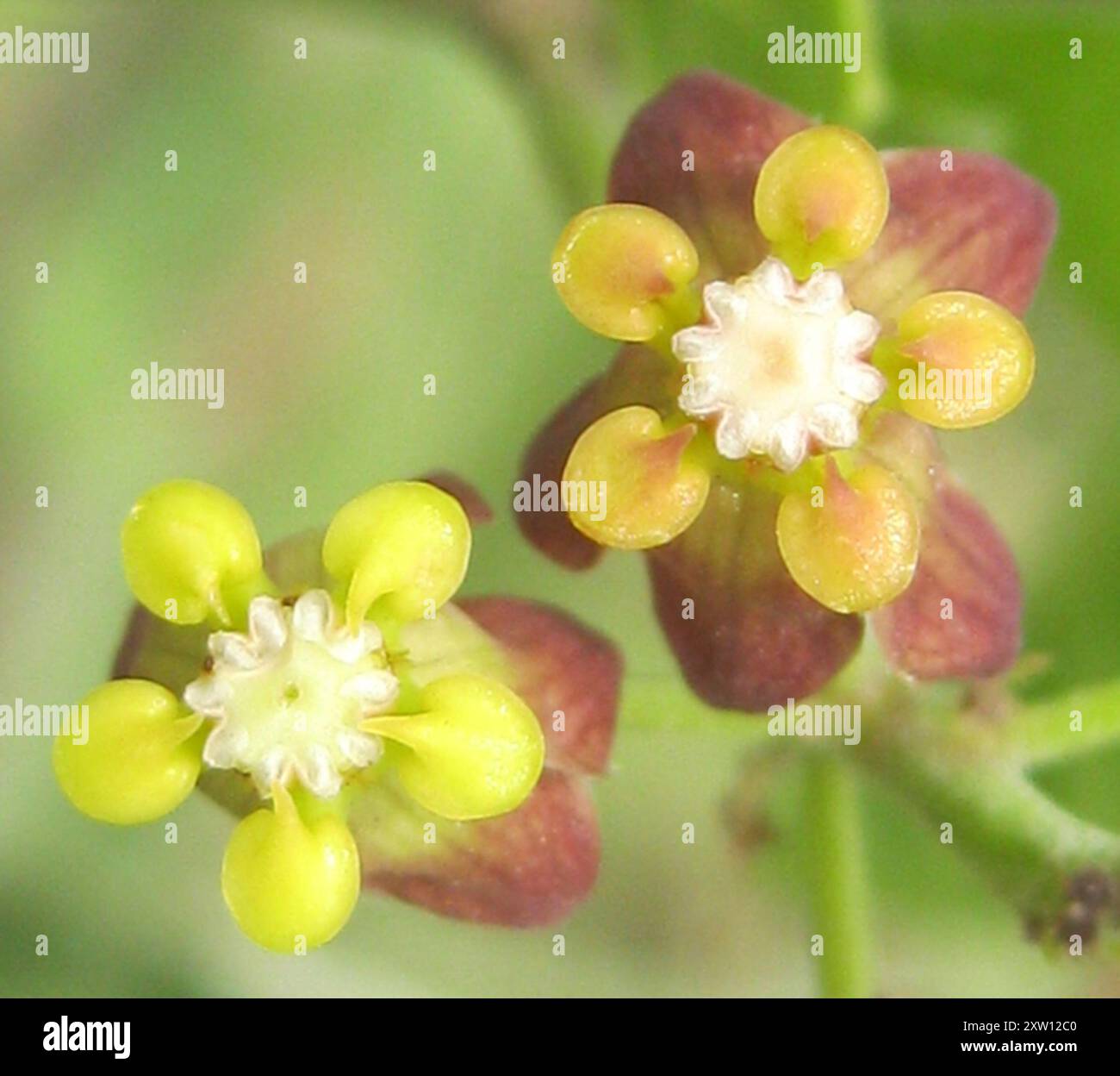 African Heartvine (Pentarrhinum insipidum) Plantae Stock Photo Alamy