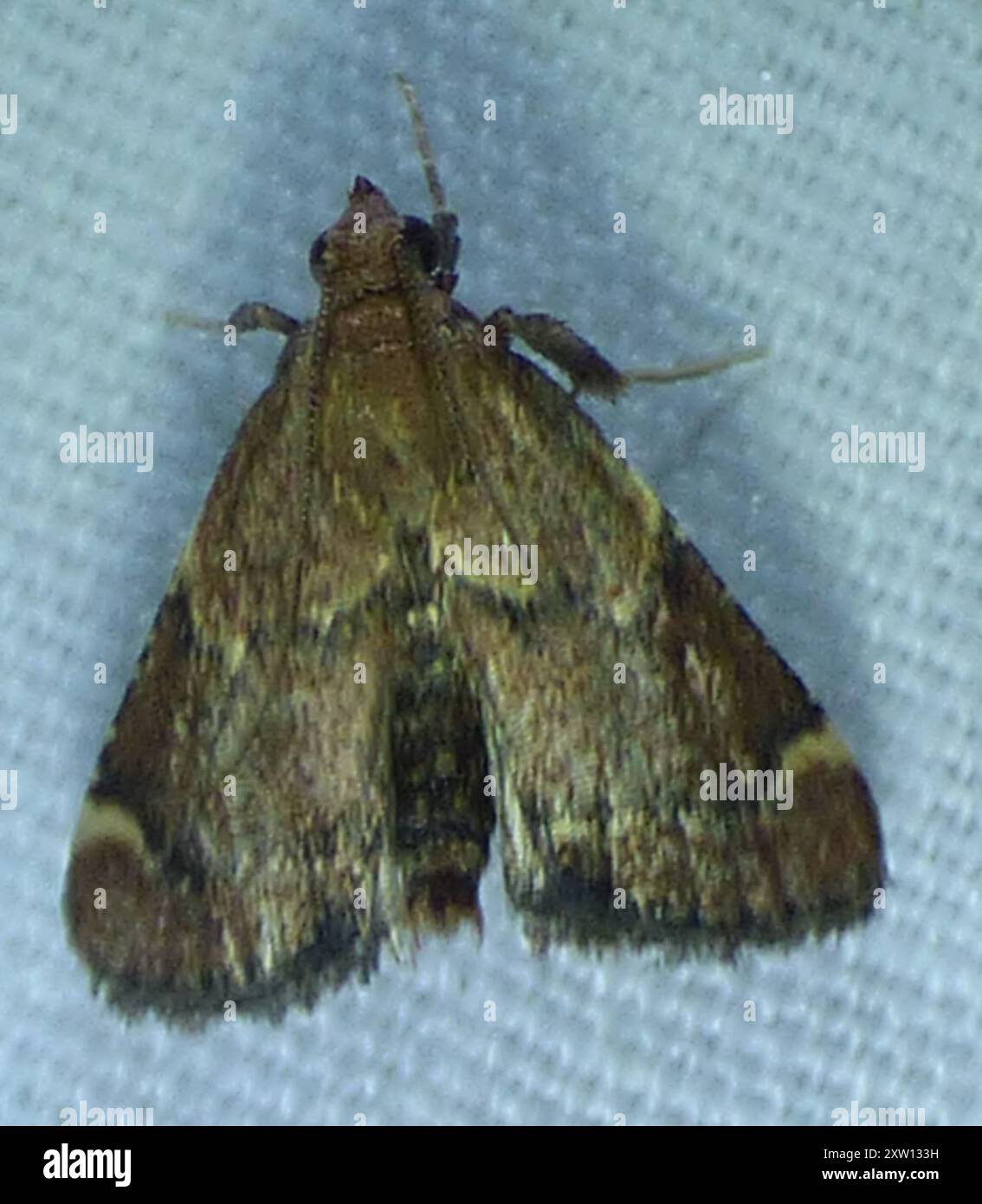 Midial Insects Red-shawled Moth (Hypsopygia intermedialis) Insecta Stock Photo - Alamy