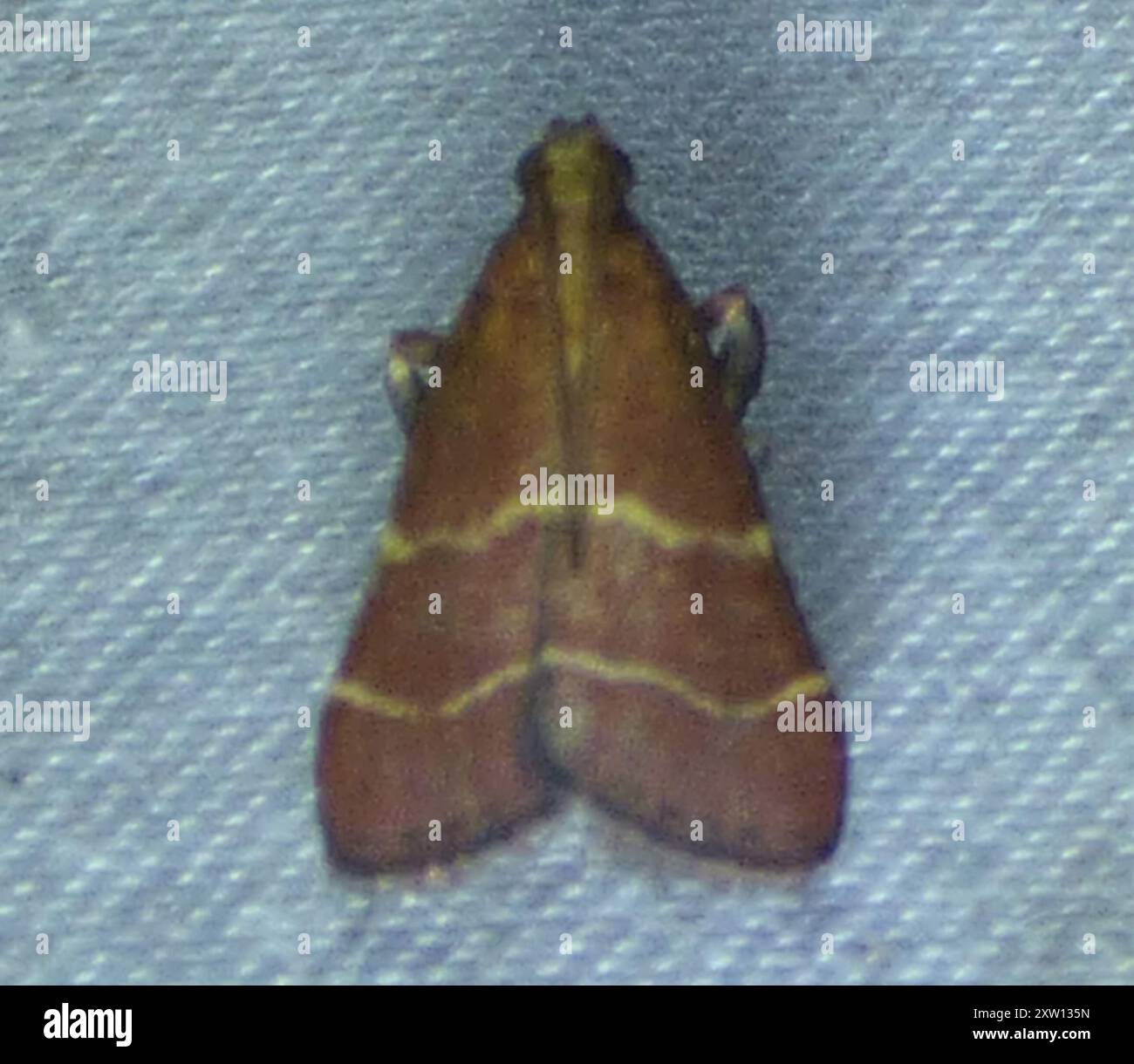 Posturing Arta Moth (Arta statalis) Insecta Stock Photo - Alamy