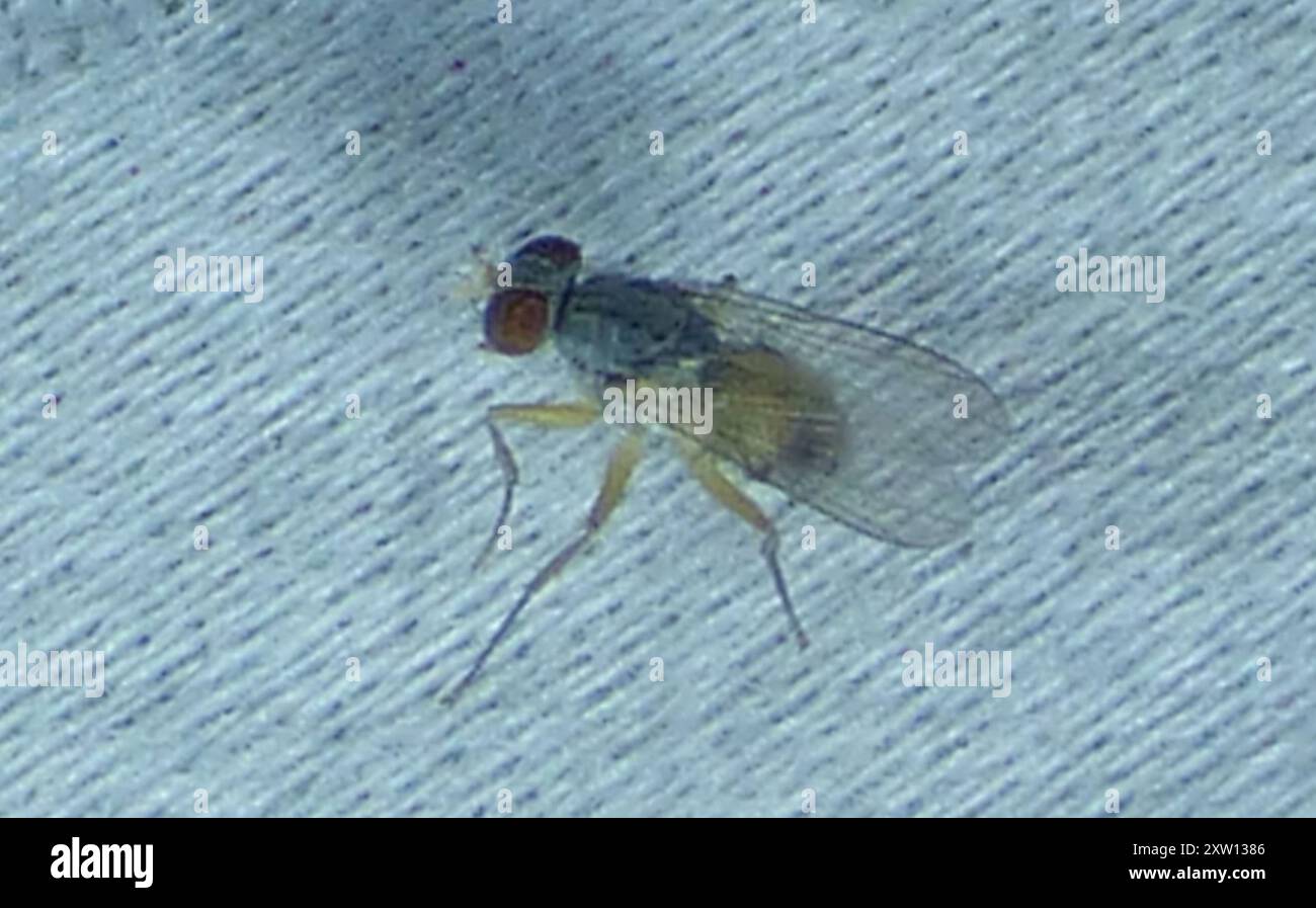 Diptera Insec Flies (Diptera) Insecta Stock Photo - Alamy