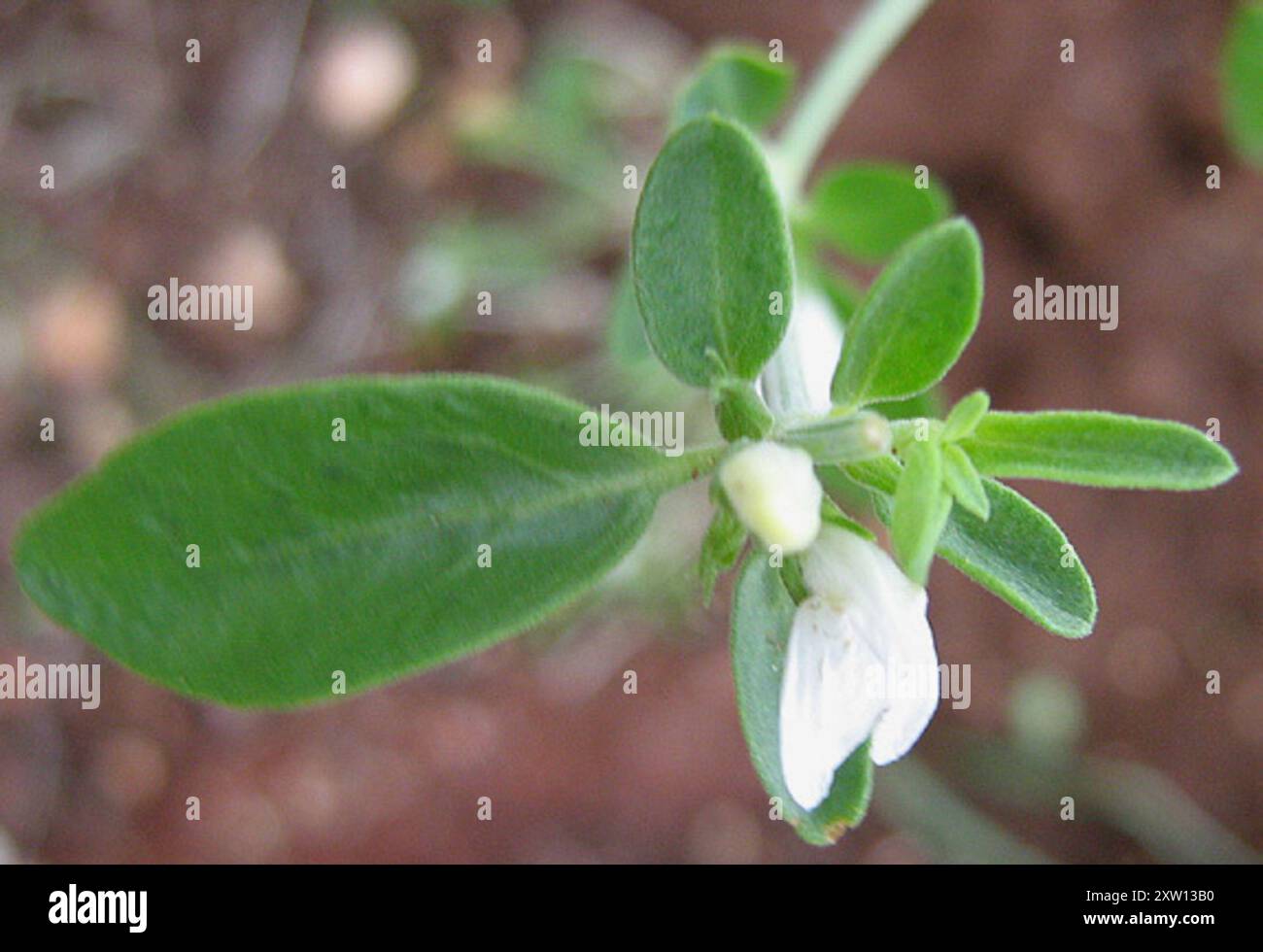 dicots (Magnoliopsida) Plantae Stock Photo - Alamy