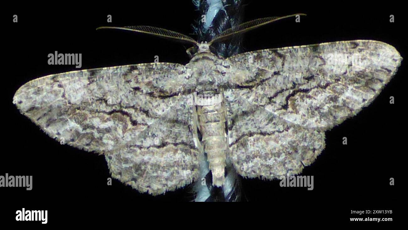 North American Common Gray (Anavitrinella pampinaria) Insecta Stock ...
