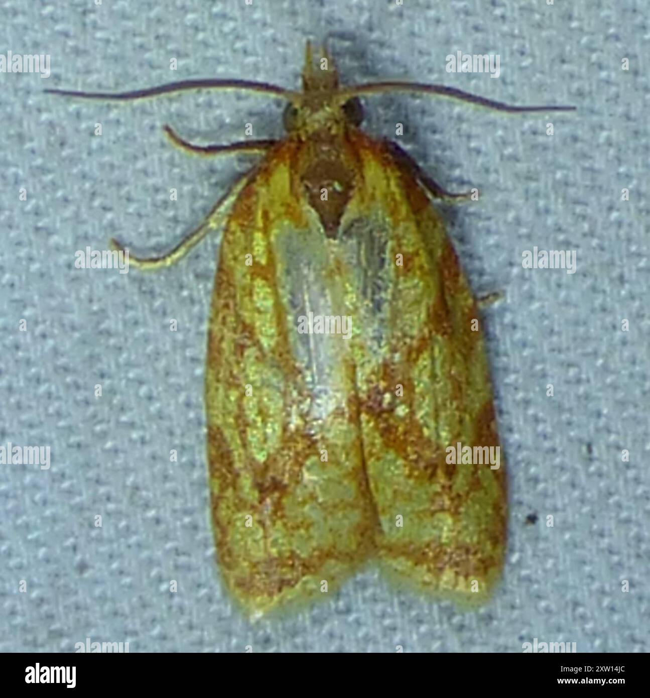 Sparganothis Fruitworm Moth (Sparganothis sulfureana) Insecta Stock ...