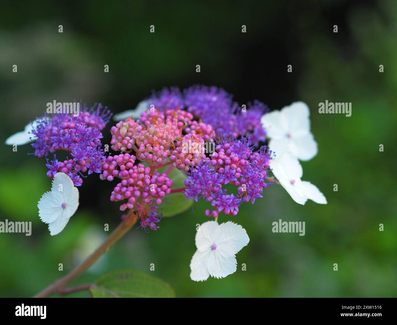 rough-leaved-hydrangea-hydrangea-aspera-plantae-stock-photo-alamy