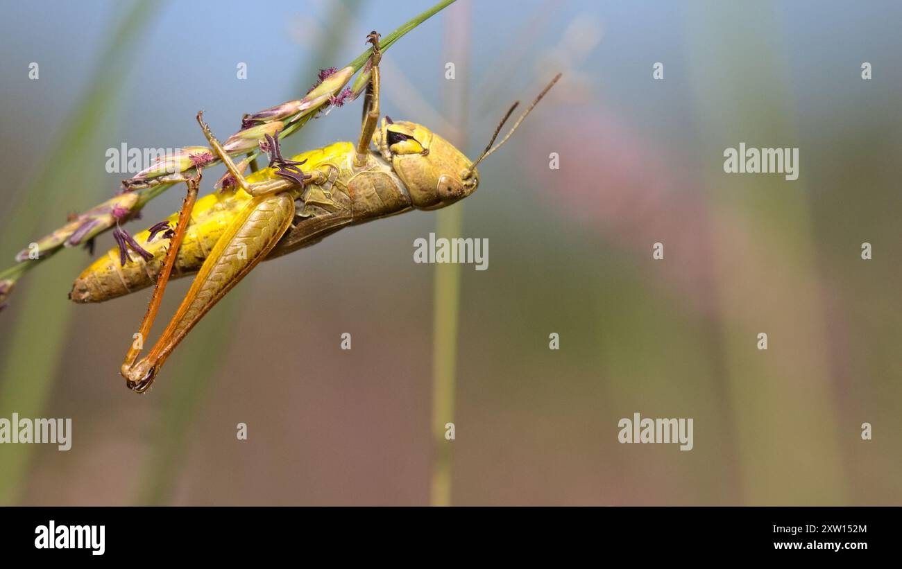 Meadow Grasshopper (Pseudochorthippus parallelus) Insecta Stock Photo ...