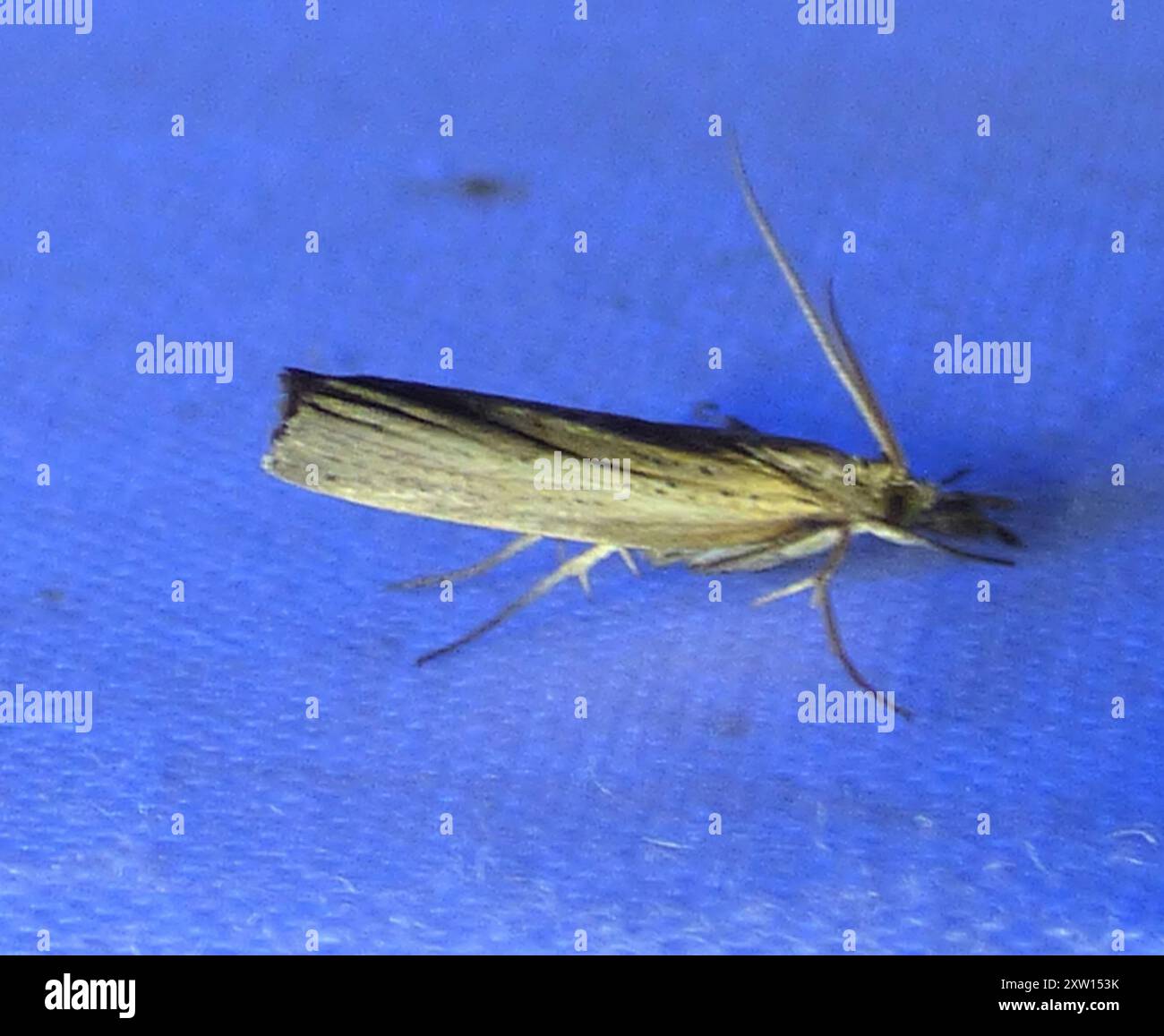 Trissecta Sod Webworm Moth (Pediasia trisecta) Insecta Stock Photo - Alamy