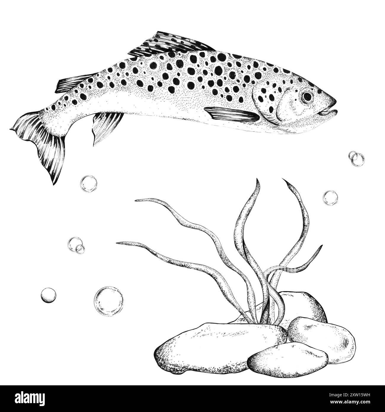 Swimming brown trout underwater. Bottom with stones and seaweeds