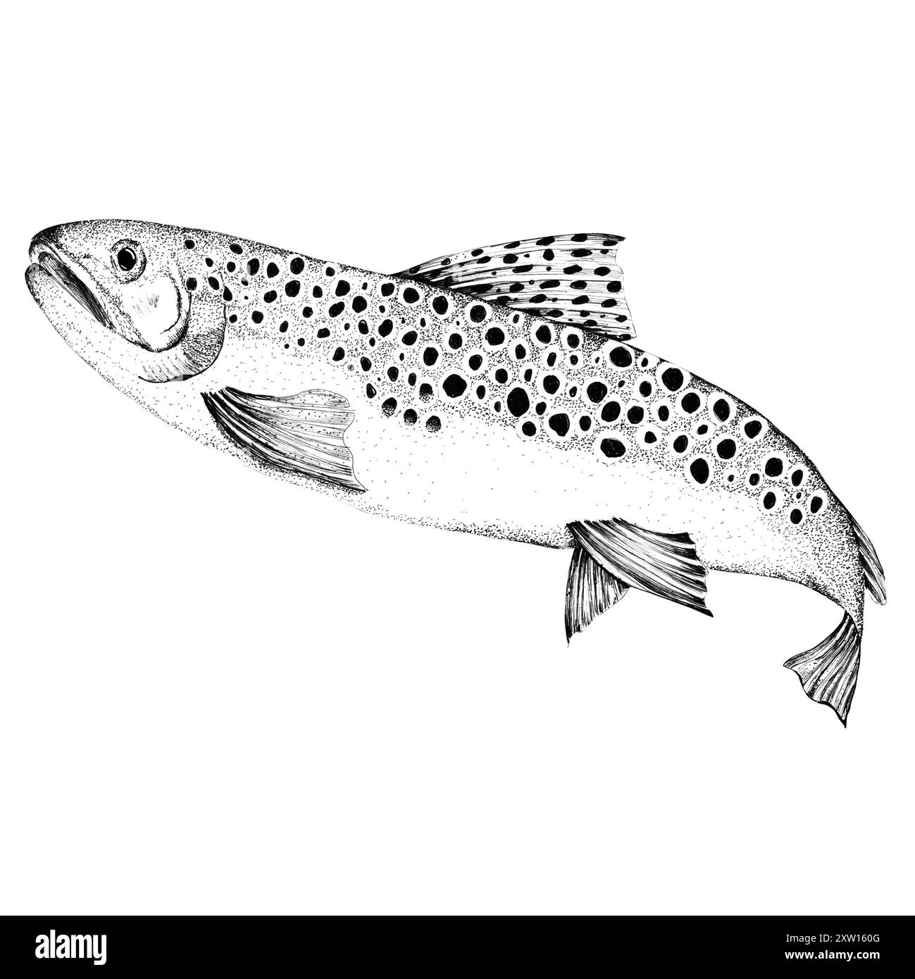 Brown trout in movement. Freshwater river fish. Fishing clipart. Black ...