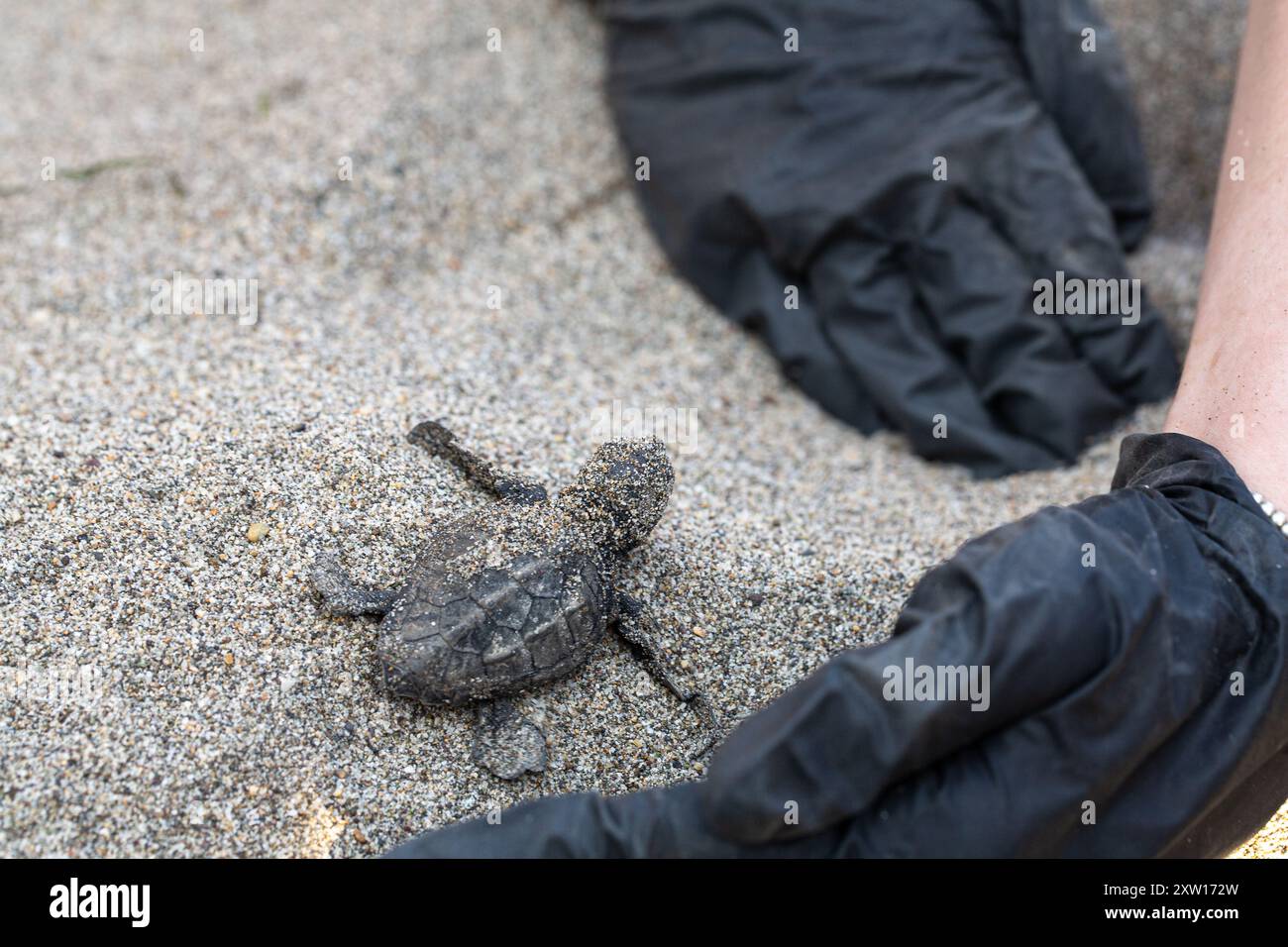 Baby sea turtle being released into the ocean by a biologist wearing ...