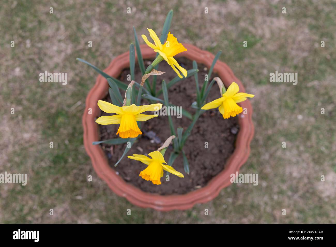 High angle view of blooming daffodil flower in pot in the garden Stock Photo