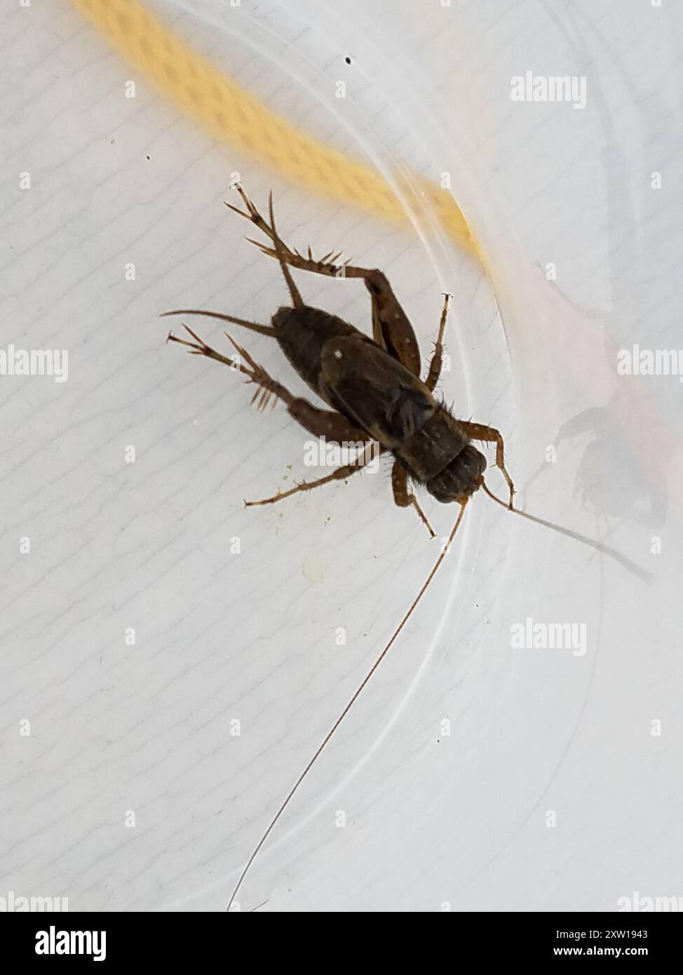 Robust Ground Crickets (Allonemobius) Insecta Stock Photo - Alamy