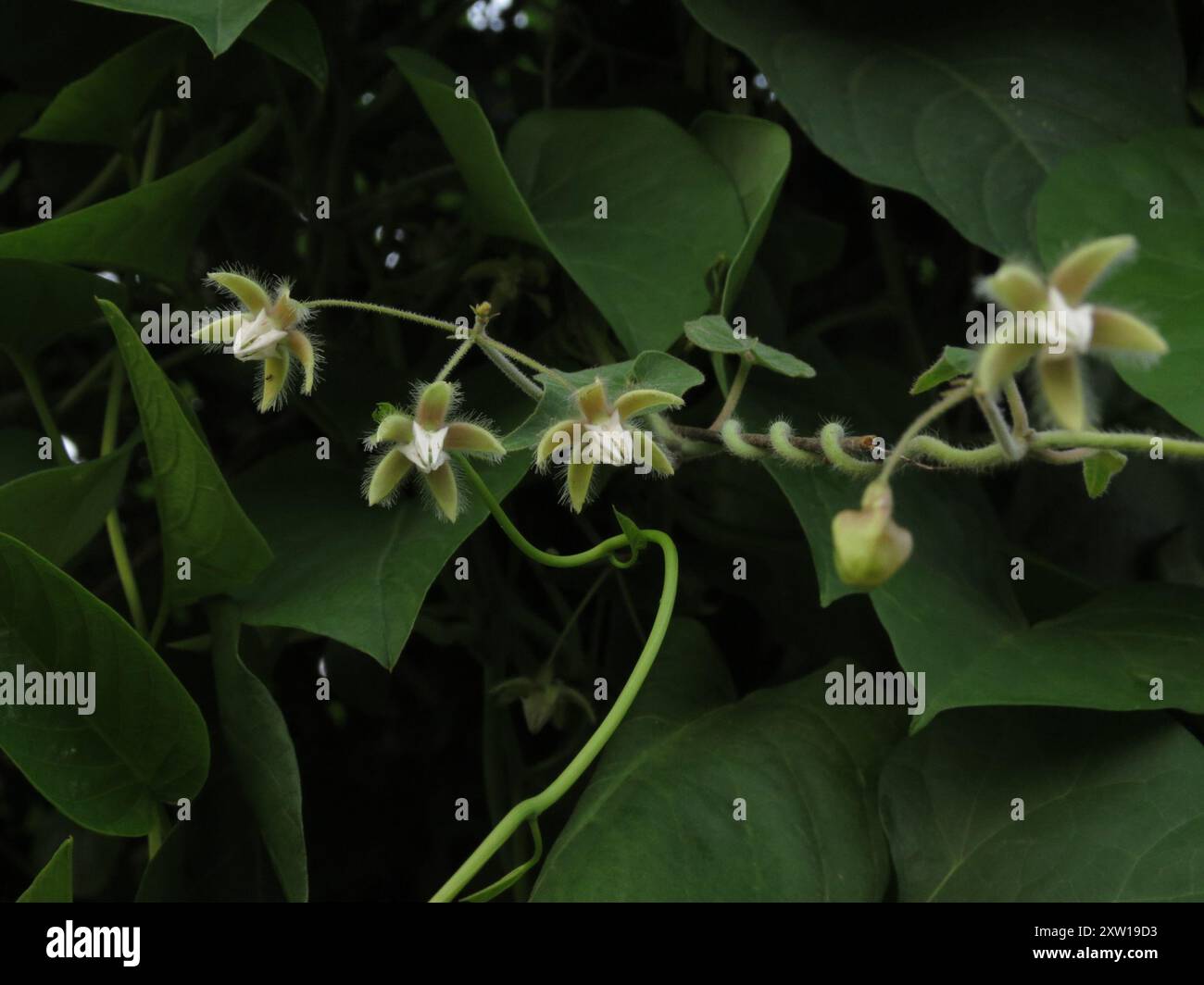 Daemia Trellis-vine (Pergularia daemia) Plantae Stock Photo - Alamy