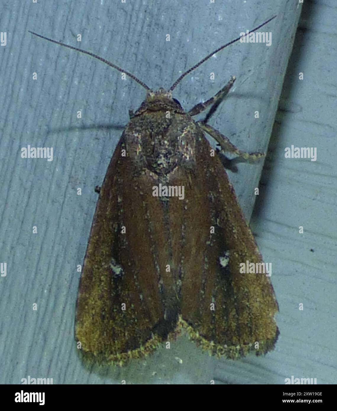White-dotted Groundling (Condica videns) Insecta Stock Photo - Alamy