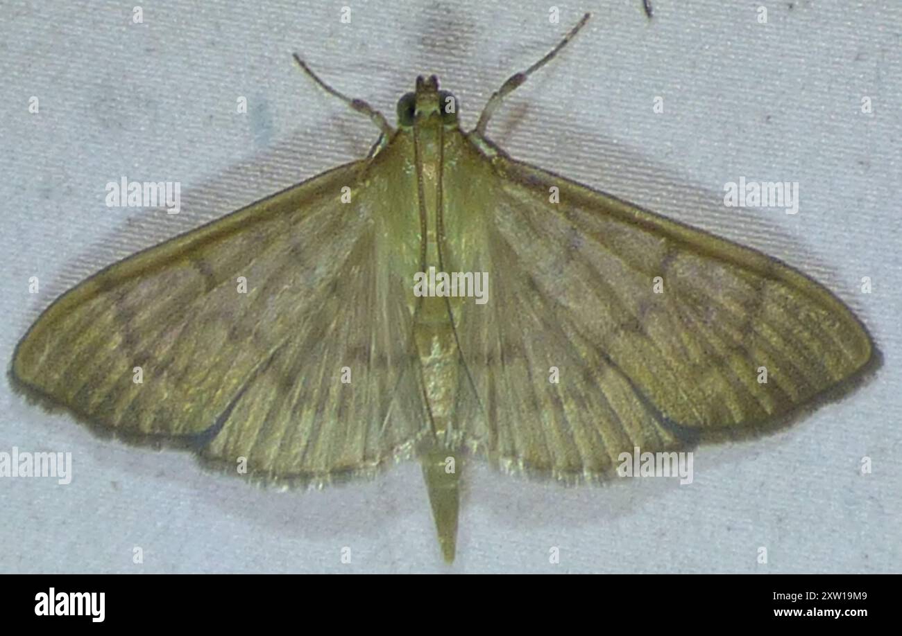 Herbivorous Patania Moth (Patania silicalis) Insecta Stock Photo - Alamy