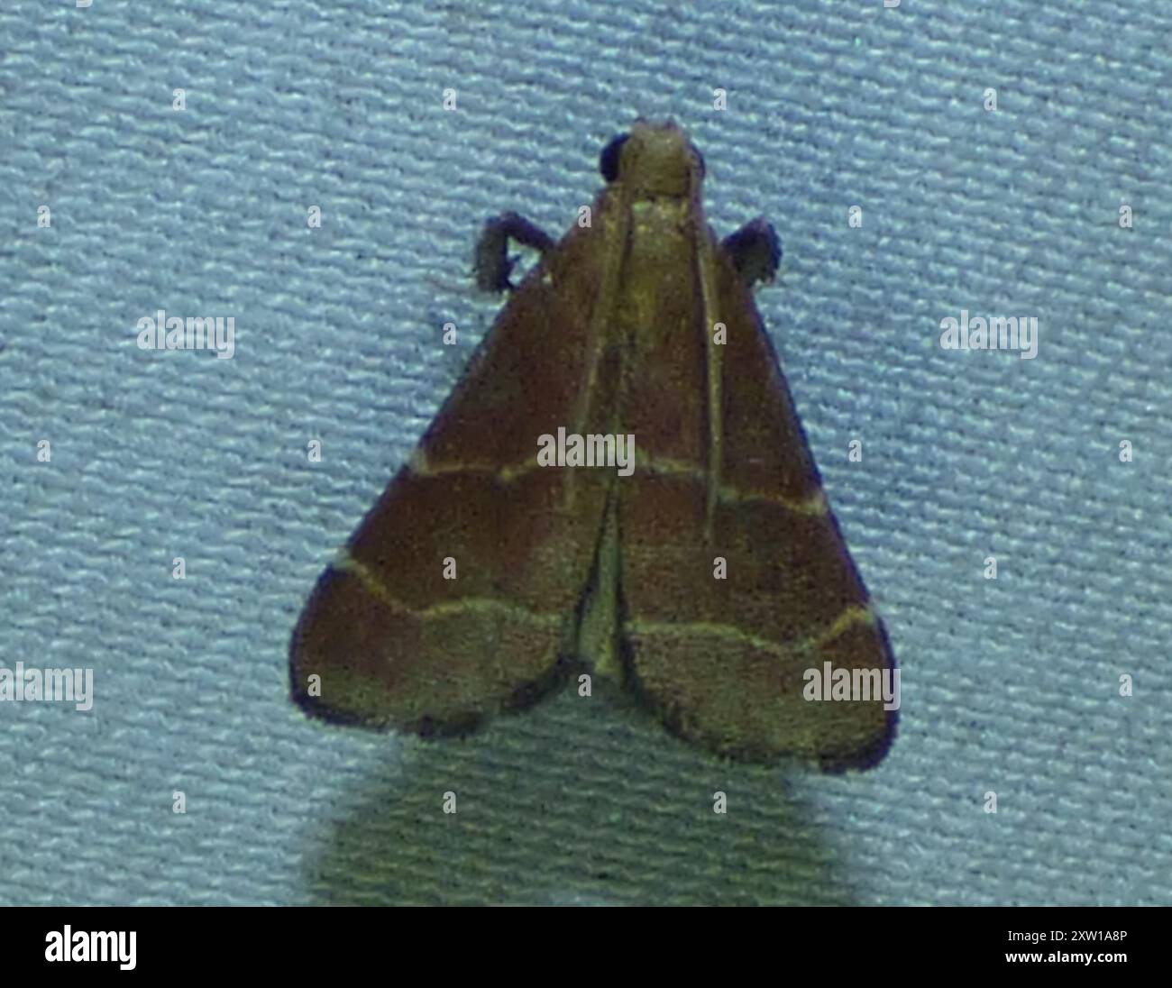 Posturing Arta Moth (Arta statalis) Insecta Stock Photo - Alamy