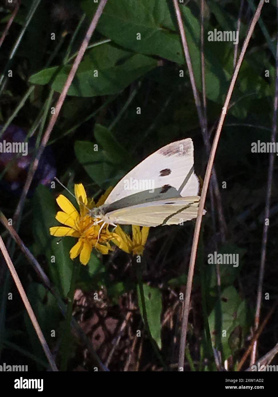 Small White (Pieris rapae) Insecta Stock Photo - Alamy