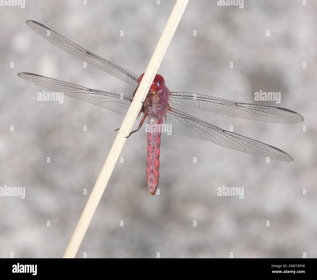 Carmine Skimmer (Orthemis discolor) Insecta Stock Photo - Alamy