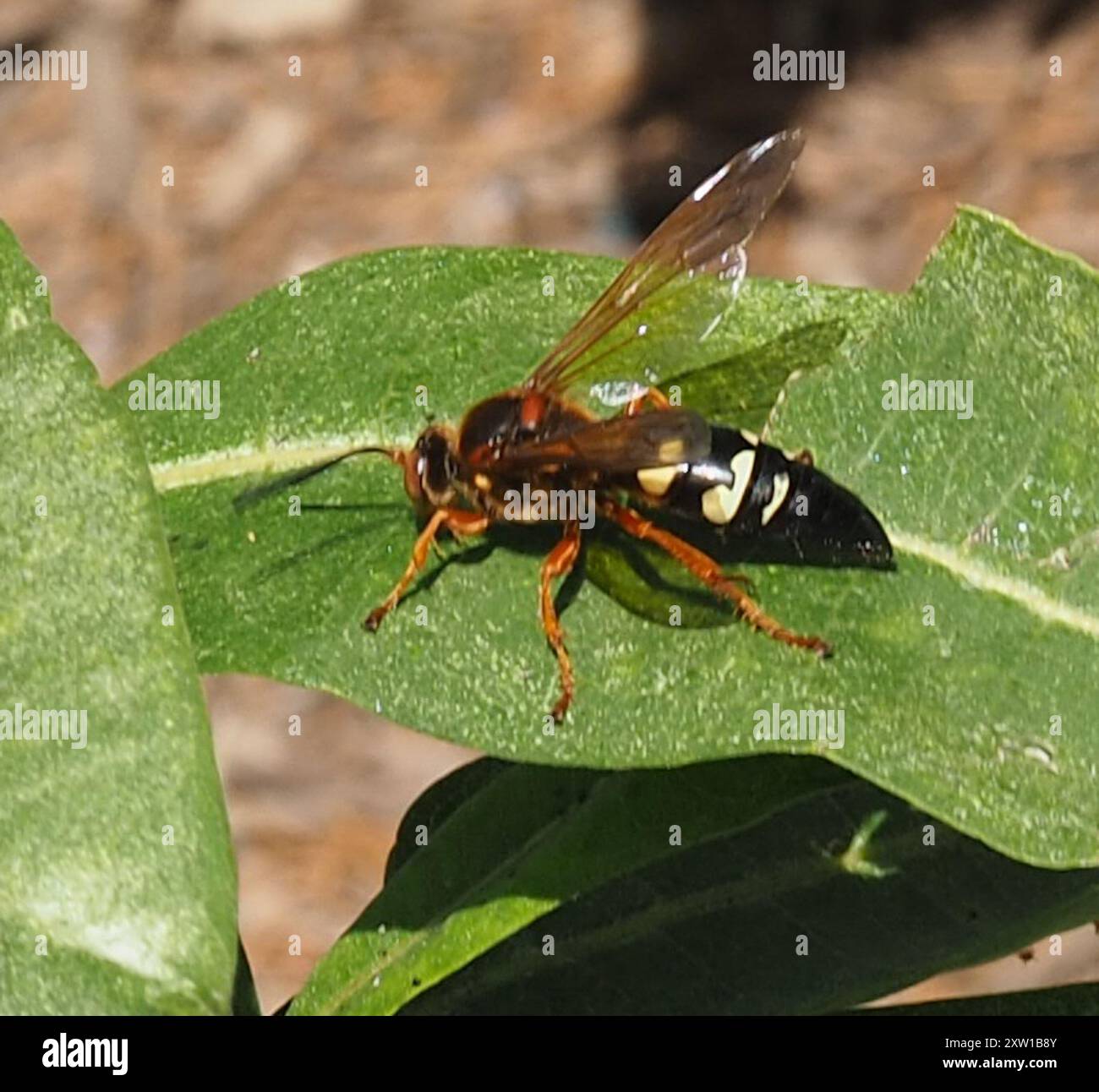 Eastern Cicada-killer Wasp (Sphecius speciosus) Insecta Stock Photo - Alamy