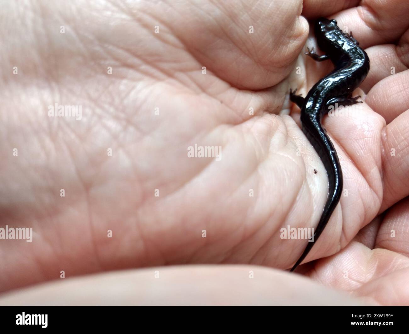 Carolina Mountain Dusky Salamander (Desmognathus carolinensis) Amphibia