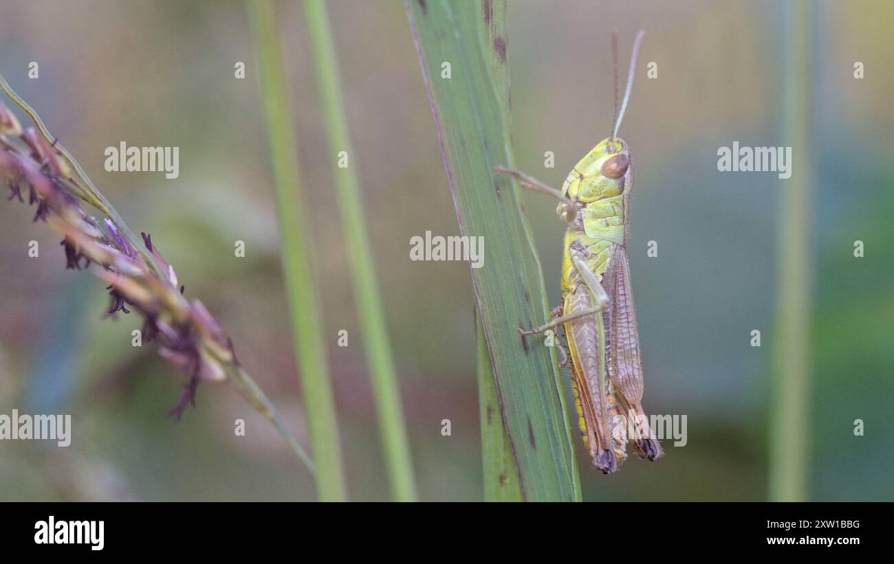 Meadow Grasshopper (Pseudochorthippus parallelus) Insecta Stock Photo ...