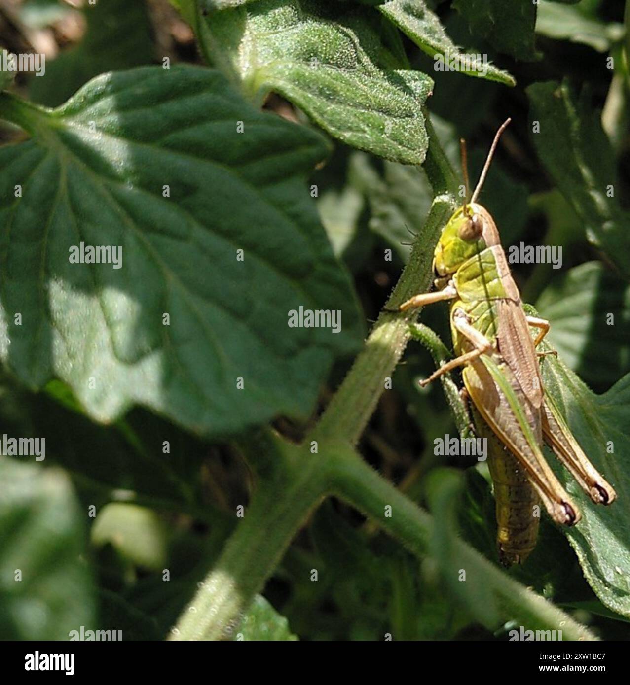 Meadow Grasshopper (Pseudochorthippus parallelus) Insecta Stock Photo ...