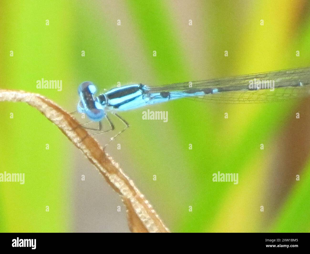 Azure Bluet (Enallagma aspersum) Insecta Stock Photo - Alamy