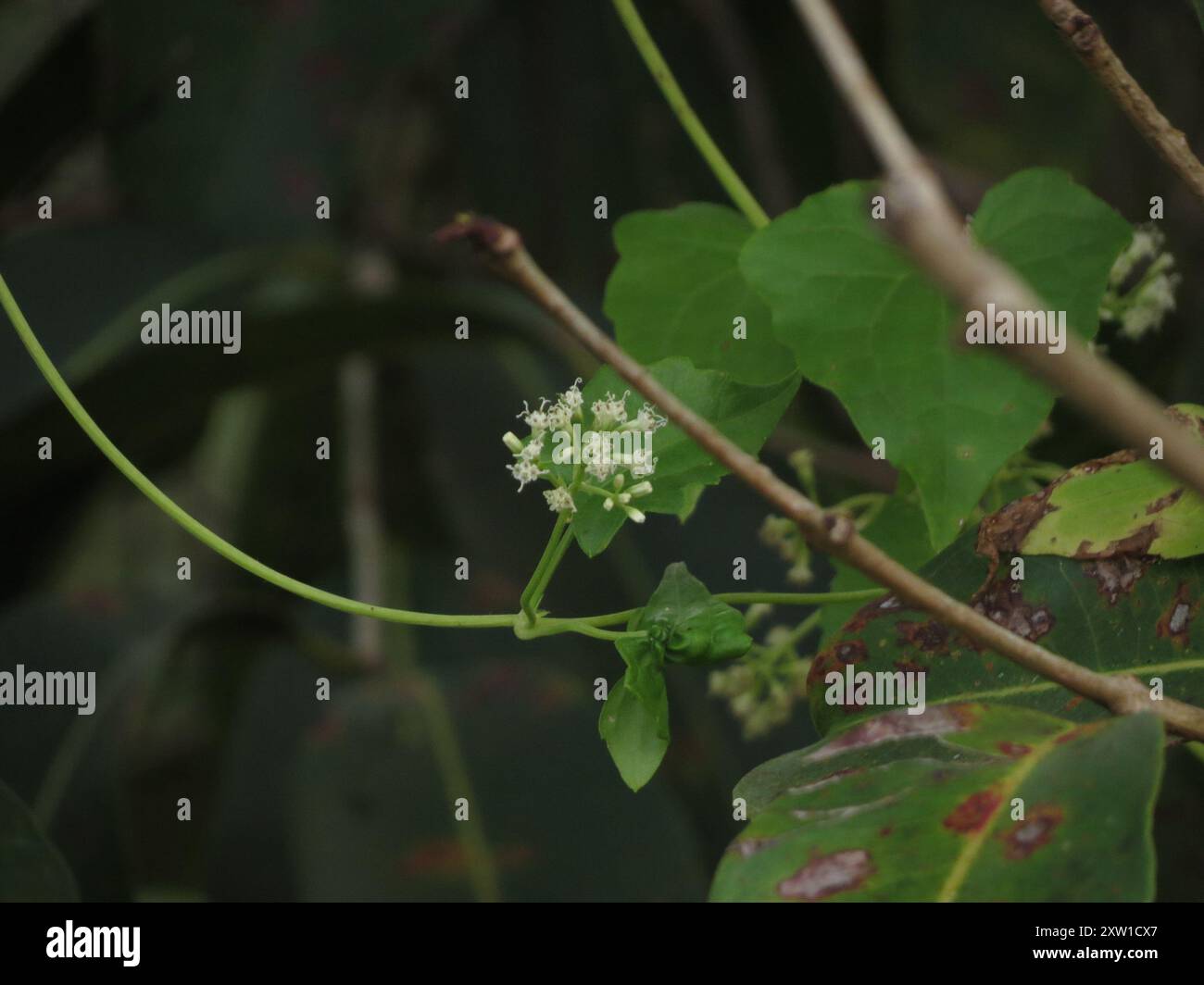 mile-a-minute (Mikania micrantha) Plantae Stock Photo