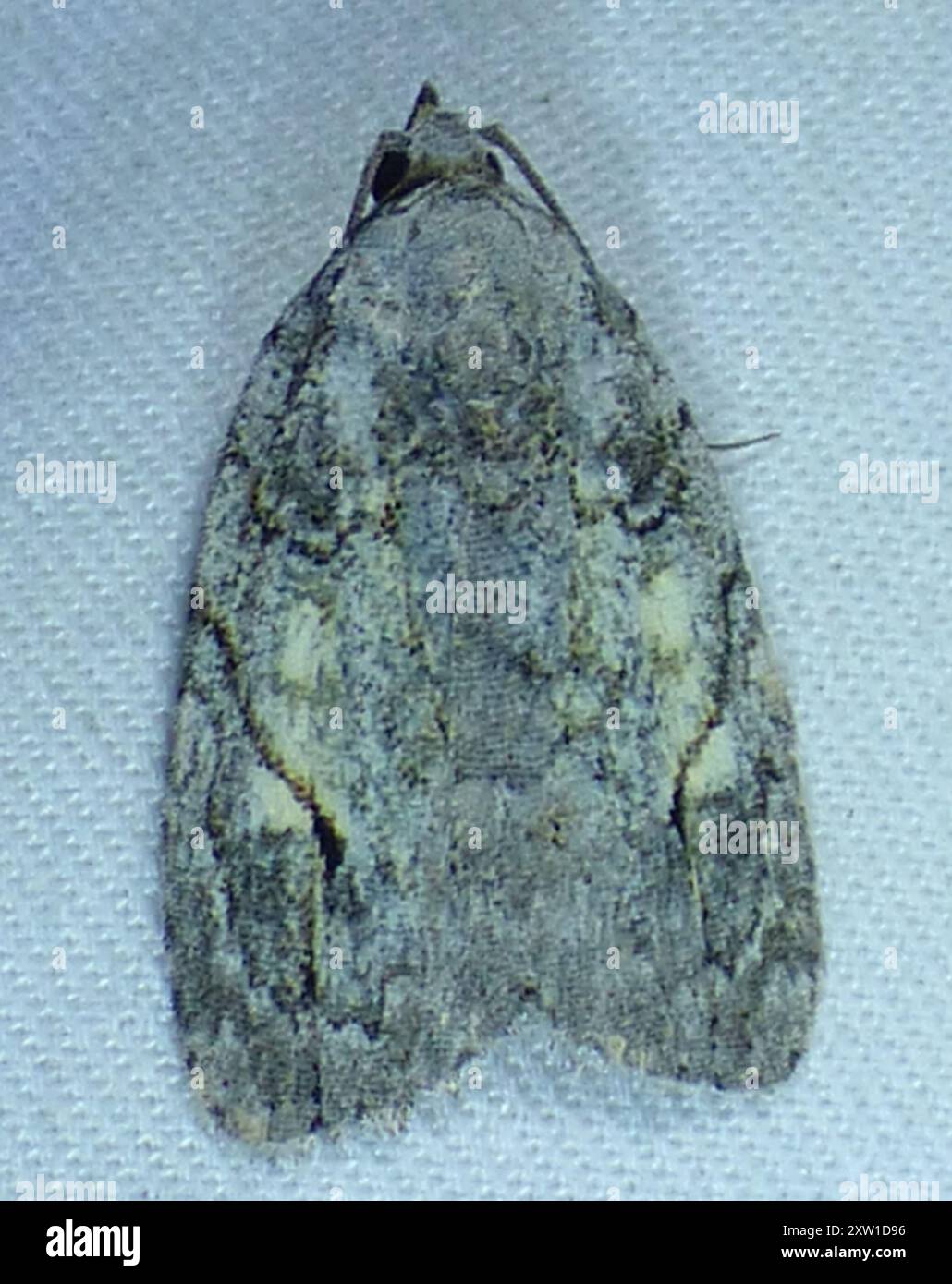 White-blotched Balsa Moth (Balsa labecula) Insecta Stock Photo - Alamy