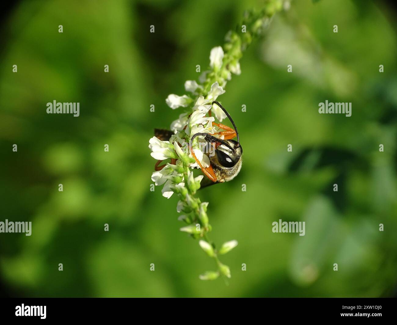 Great Golden Digger Wasp (Sphex ichneumoneus) Insecta Stock Photo - Alamy