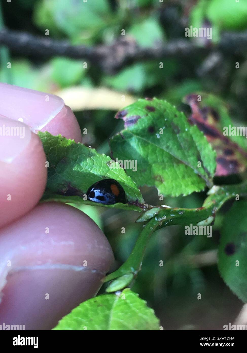 Kidney Insect Kidney-spot Ladybird (Chilocorus renipustulatus) Insecta Stock Photo ...