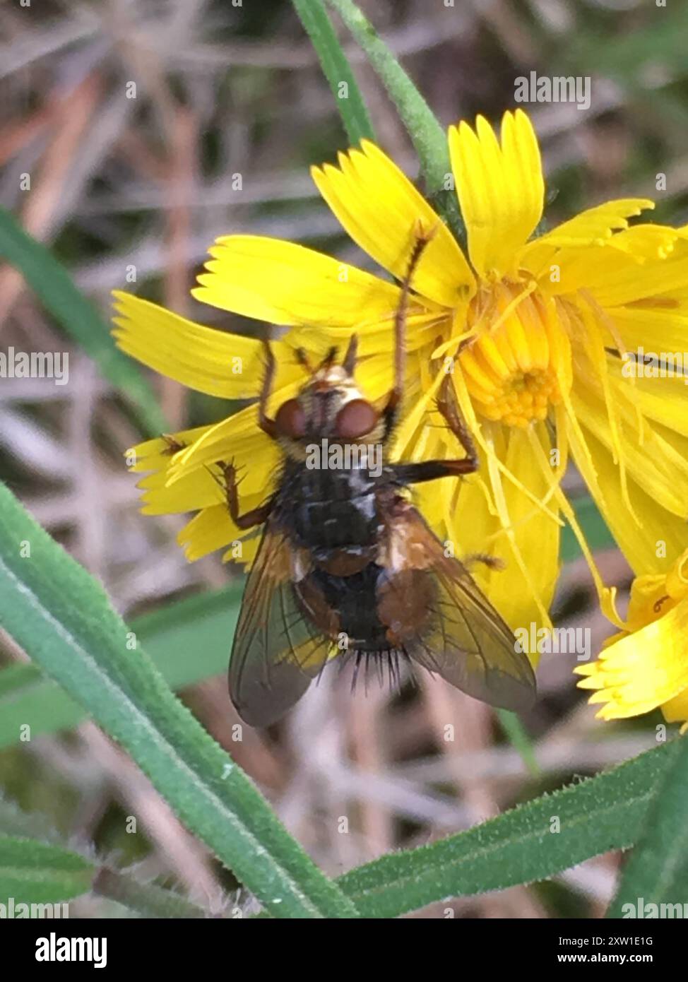 Common Tachinid (Tachina fera) Insecta Stock Photo - Alamy