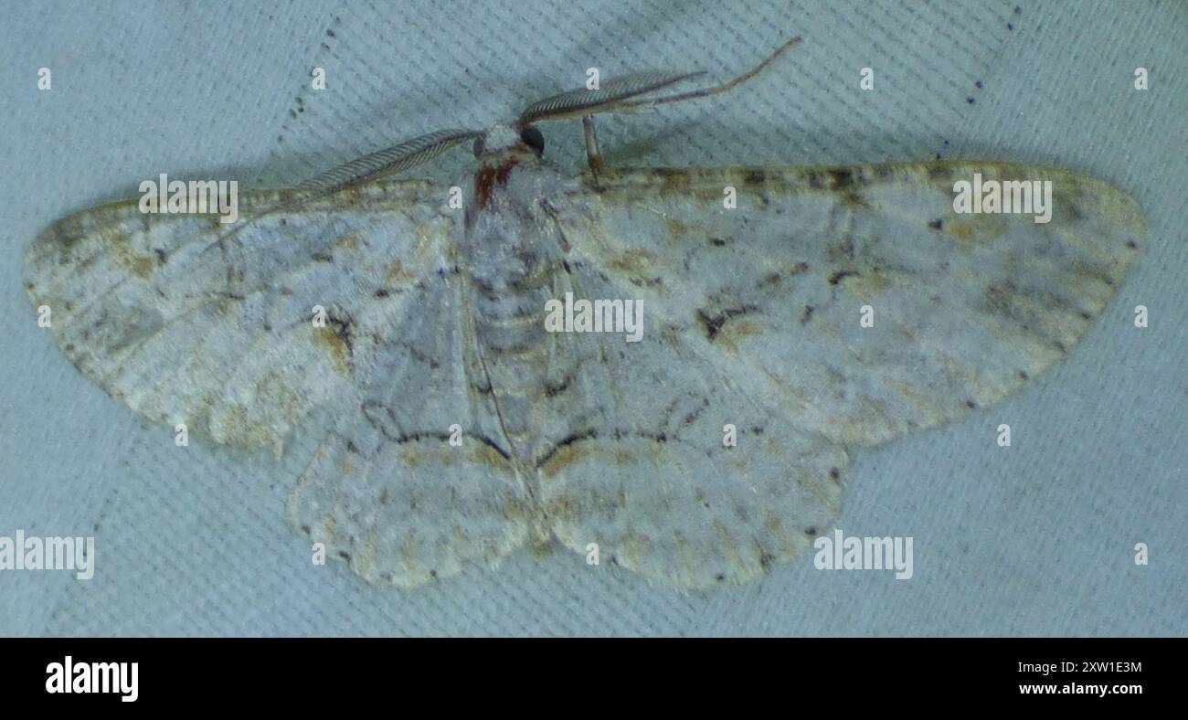 Shaded Insect Brown-shaded Gray (Iridopsis defectaria) Insecta Stock Photo - Alamy