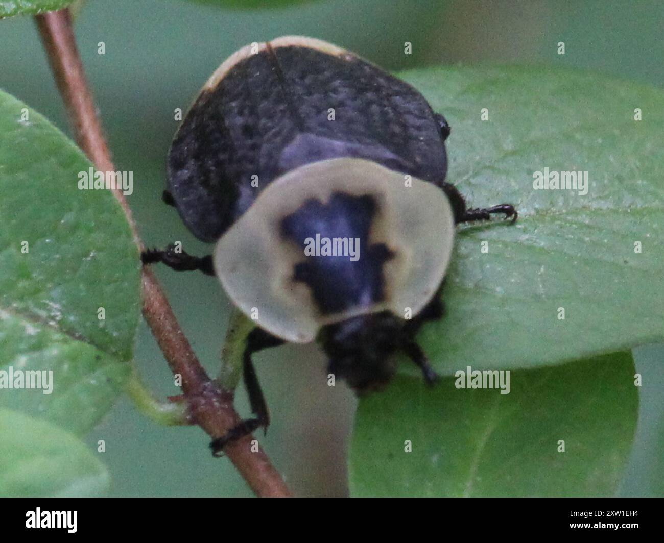 Carrion Inset American Carrion Beetle (Necrophila americana) Insecta Stock Photo - Alamy